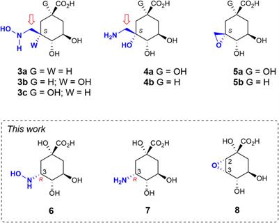 Quinate-based ligands for irreversible inactivation of the bacterial virulence factor DHQ1 enzyme—A molecular insight†